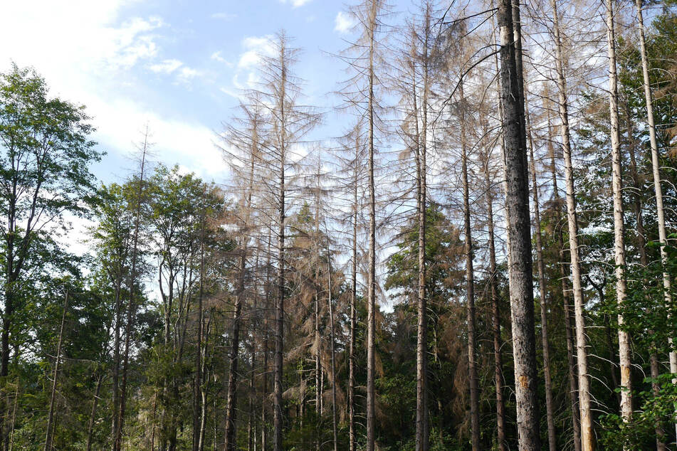 Exakt im MDR: Immer mehr Wälder werden durch Hitze, Dürre und Schädlinge zerstört.