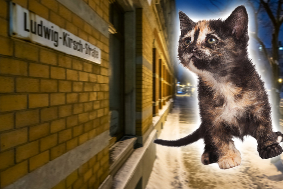 Frau soll Katzenbaby vom Balkon geworfen haben, ihren Prozess lässt sie zum 3. Mal platzen