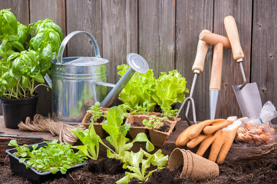 Um Urban Gardening zu betreiben, benötigt man Pflanzwerkzeuge und Gemüsestecklinge.