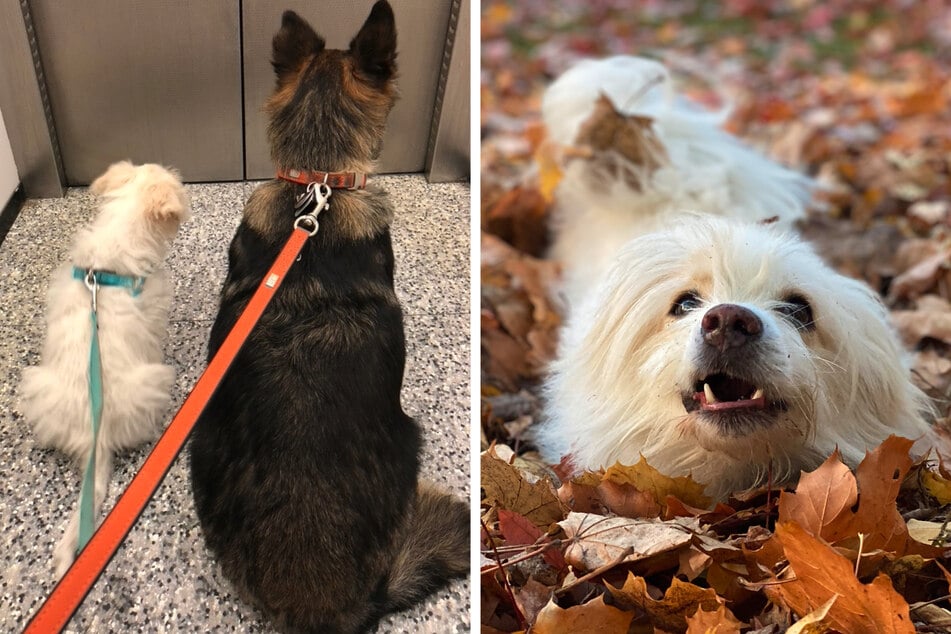 Loki vit avec la chienne Mira chez Jens à Leipzig. Mira est un ancien chien de rue originaire de Roumanie.