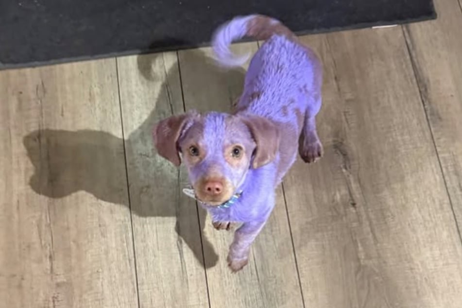 Die violette Farbe ist Benny noch nicht los. Sie lässt sich nicht so einfach auswaschen.