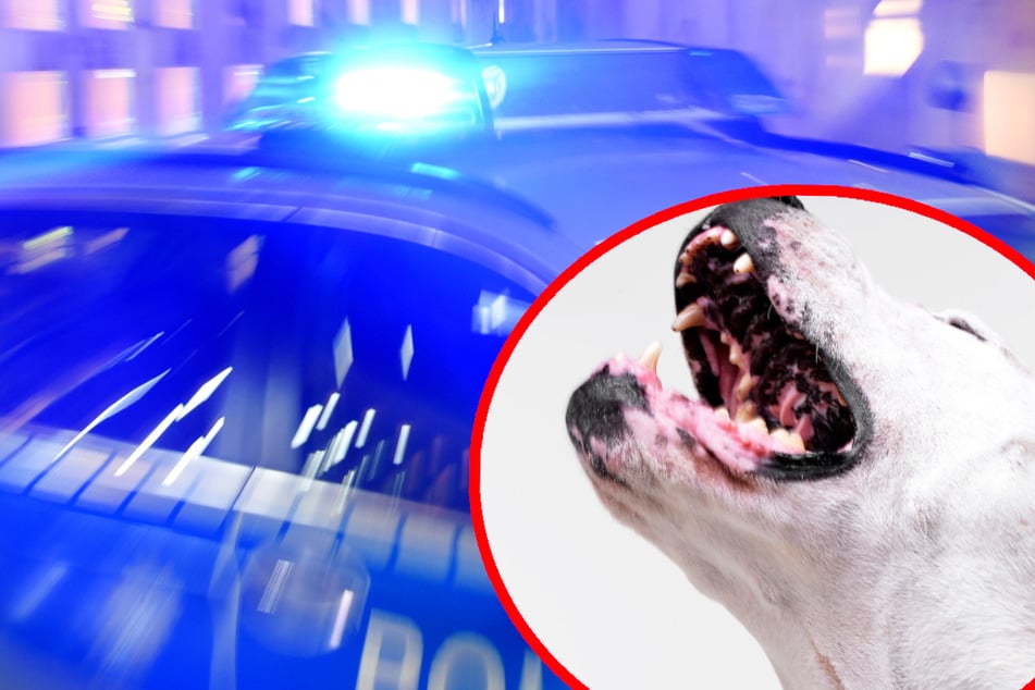 Die Polizei suchte mehrere Tage lang nach dem entlaufenen Hund und entdeckte ihn schließlich in der Passauer Innenstadt. (Symbolbild)