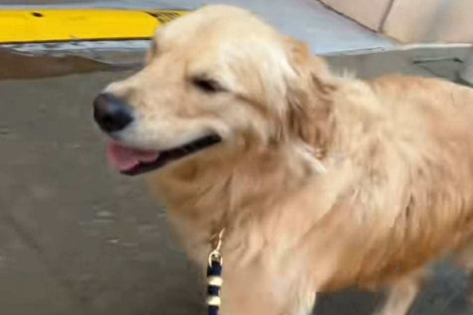 Viele User und Burrows Frauchen interpretieren in diesen Moment hinein, dass Golden Retriever Burrow glücklich ist, im Regen zu sein.