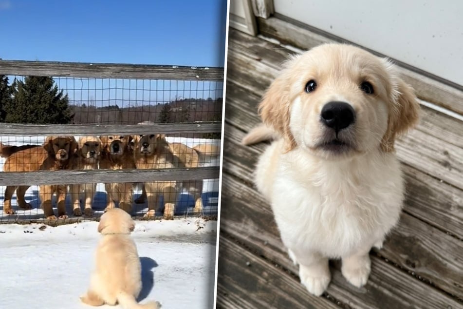 Puppy bids bittersweet farewell to dog family before joining his new human one