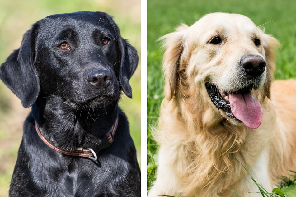 When black labradors and golden retrievers mate, they make some pretty adorable puppies.