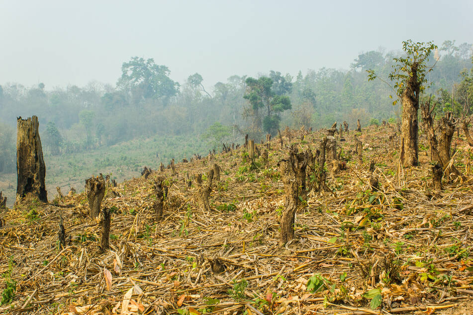 Tackling deforestation is an essential component of keeping global warming below 1.5 degrees Celsius.