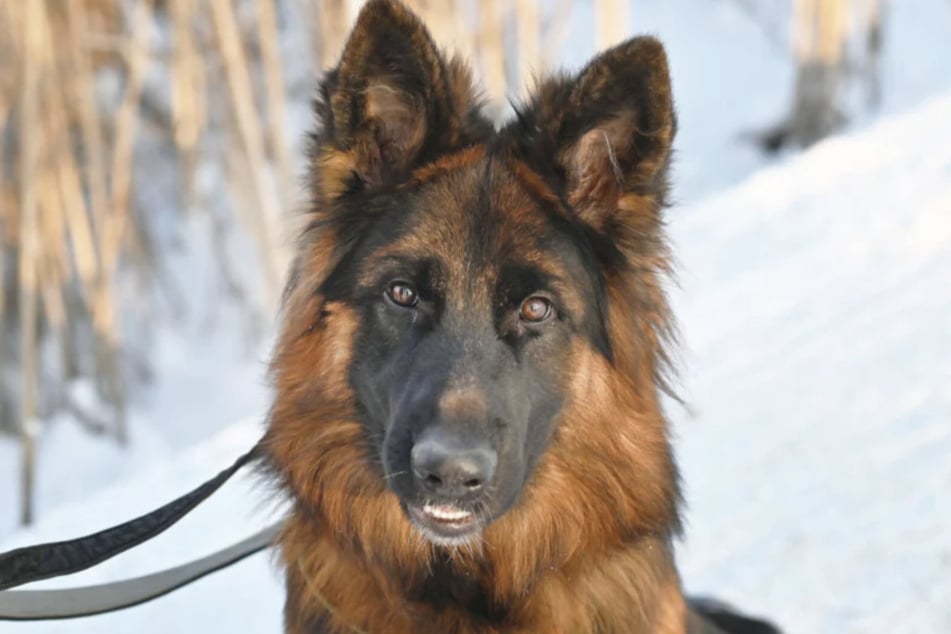 Schäferhund Hauke (7 Monate) ist ein Hund mit viel Potenzial.