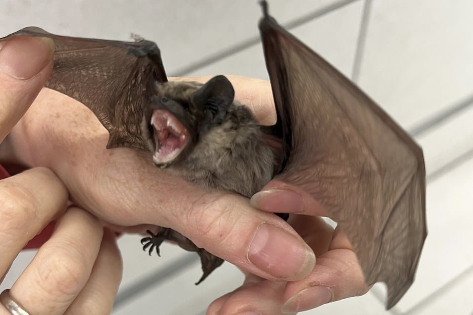Die Fledermaus konnte sich alleine nicht mehr befreien.