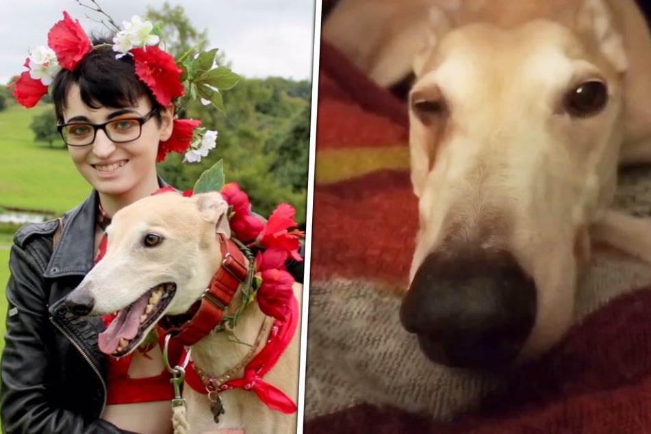 Owner Zoë-Louise Doyle (l.) and her pup can smile again, because Robert the Greyhound no longer looks like the picture on the right!