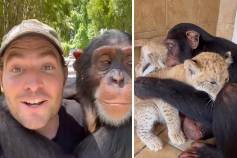 Chimp cuddling with lion cubs warms hearts on social media