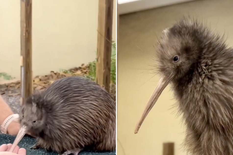 Zoo Miami's "Kiwi encounter" sparks anger in New Zealand and worldwide