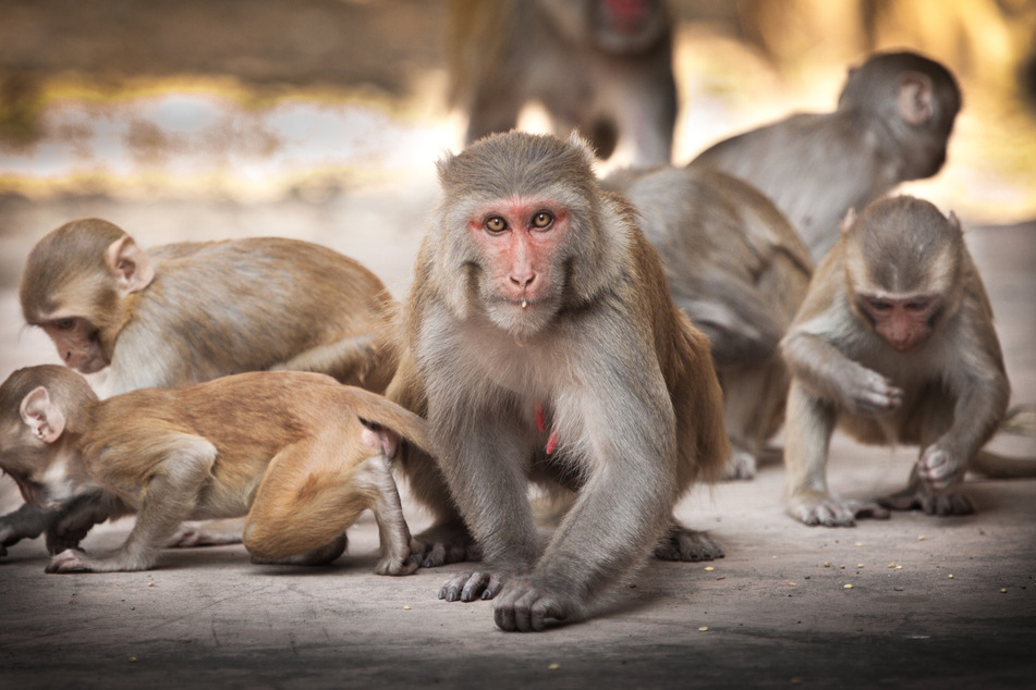 Um welche Affen-Gattung es sich bei den Angreifern handelte, wurde nicht bekannt. (Symbolfoto)