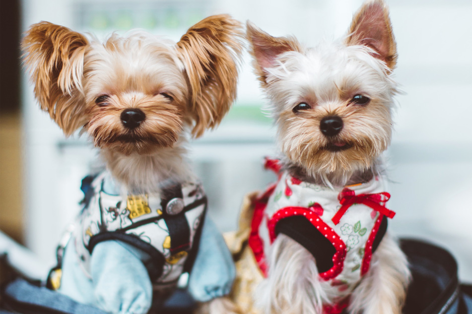 Yorkies: Boil 'em, mash 'em, stick 'em in a suit!