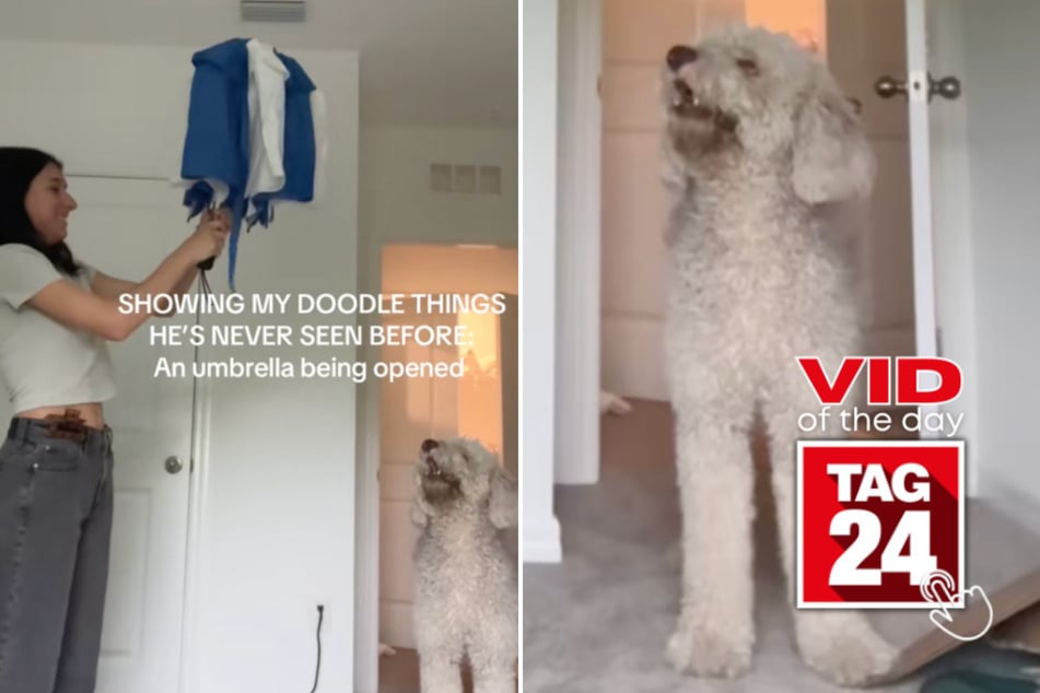 viral videos: Viral Video of the Day for June 4, 2025: Dog in utter shock after owner opens umbrella inside!