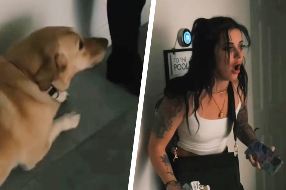 This intoxicated dog owner couldn't believe what her dog did while she was away!