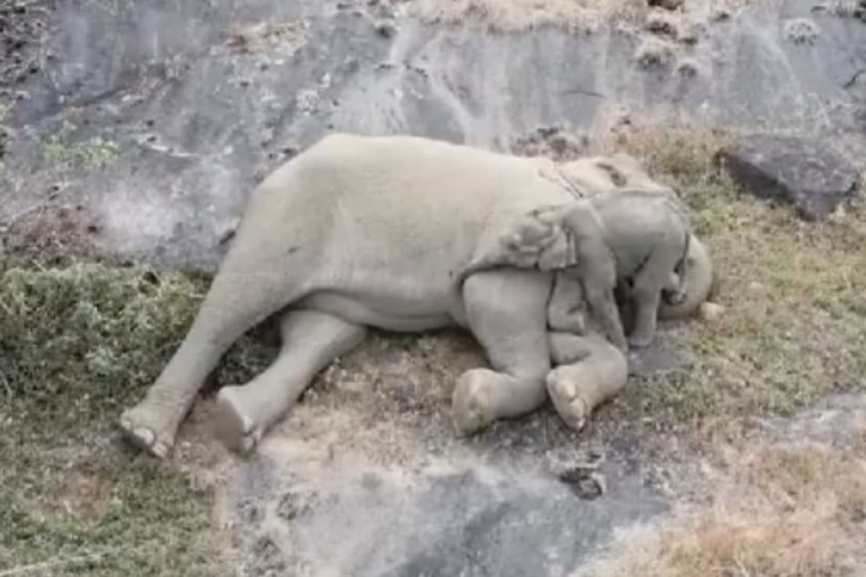 The little elephant tried to press itself against its mother with every inch of its body.