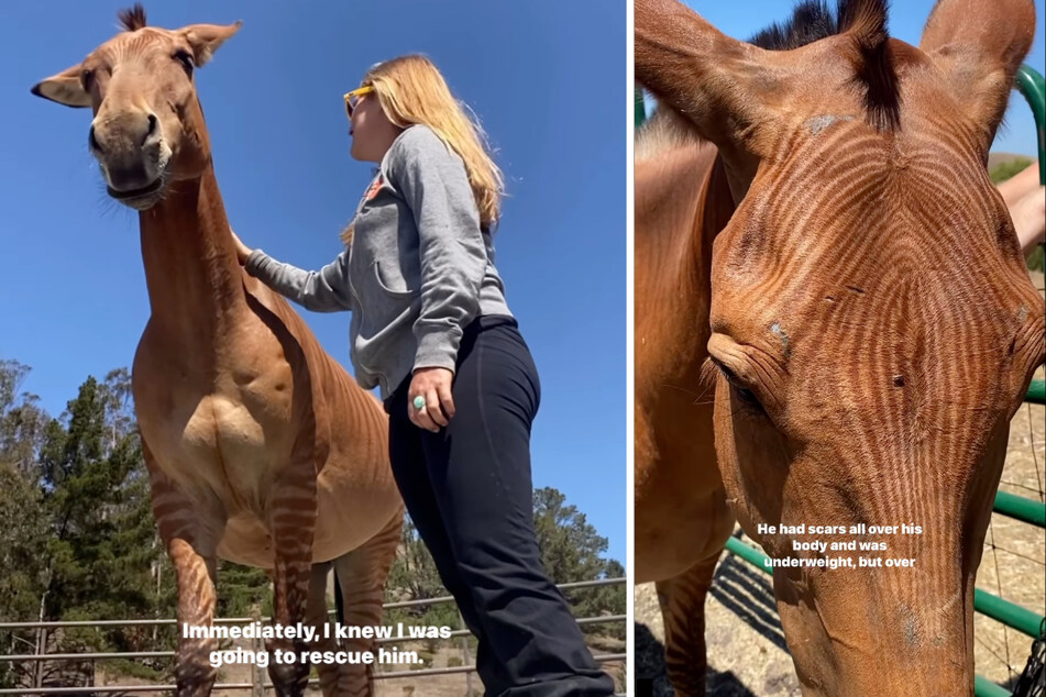 Frau rettet misshandelten Zebra-Pferde-Mix: Tier bedankt sich auf die süßeste Art!