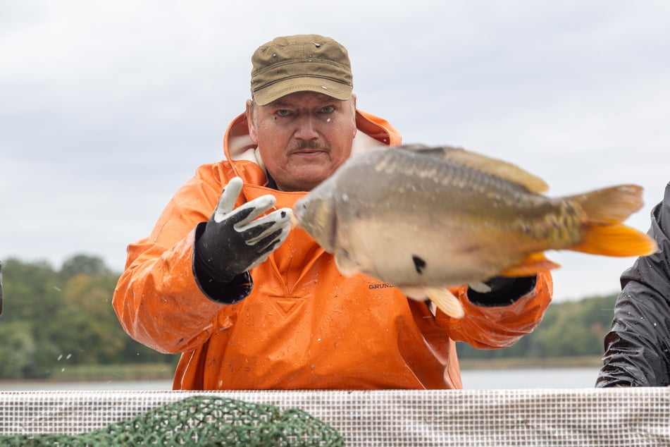 Axel Herklotz wirft beim Sortieren der Fische einen Karpfen aus den Händen in eine Wassertonne.