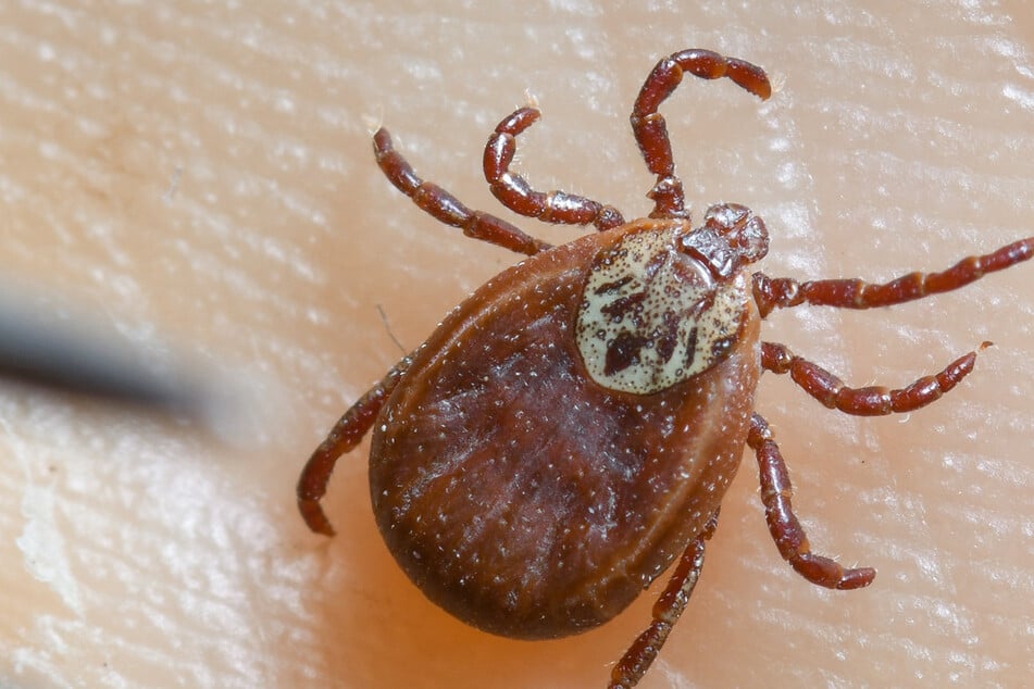 Immer mehr Menschen in Sachsen-Anhalt infizieren sich nach einem Zeckenstich mit Borreliose. (Symbolbild)