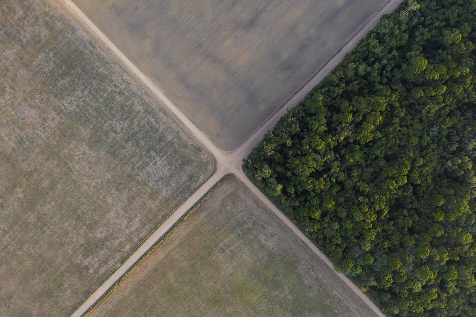 Amazonas-Regenwald neben Sojafeldern. Die Zerstörung des brasilianischen Amazonas-Gebiets geht - auch zugunsten der Landwirtschaft - auf hohem Niveau weiter.