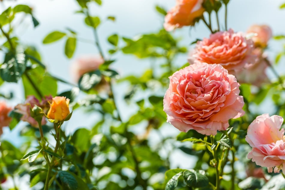 Kann man blühende Rosen umpflanzen? Um ein Austrocknen zu verhindern, sollte man das nicht tun.