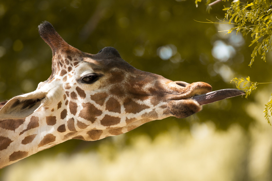 Die Giraffe packte versehentlich die kleine Paisley (2) anstelle des Futters. (Symbolfoto)