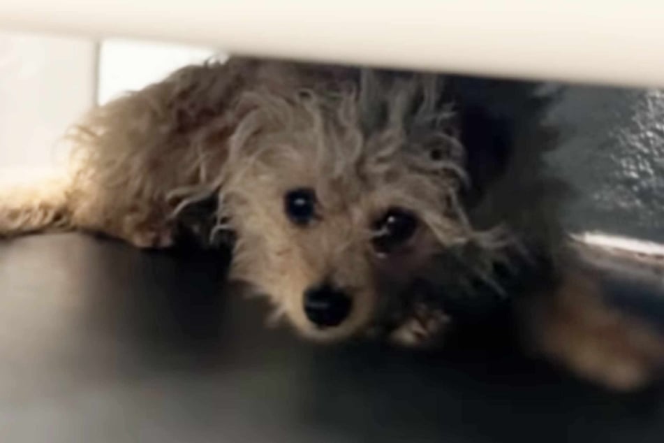 Isabelle hatte große Angst im Tierheim.