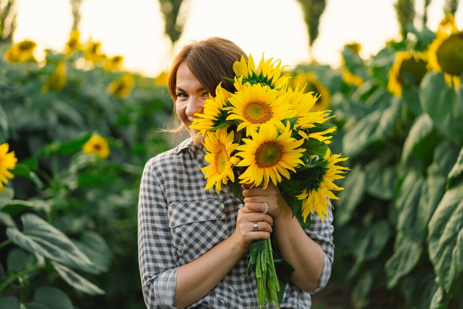 Die Sonnenblume ist das Symbol des Tags der Sachsen in diesem Jahr. (Symbolfoto)