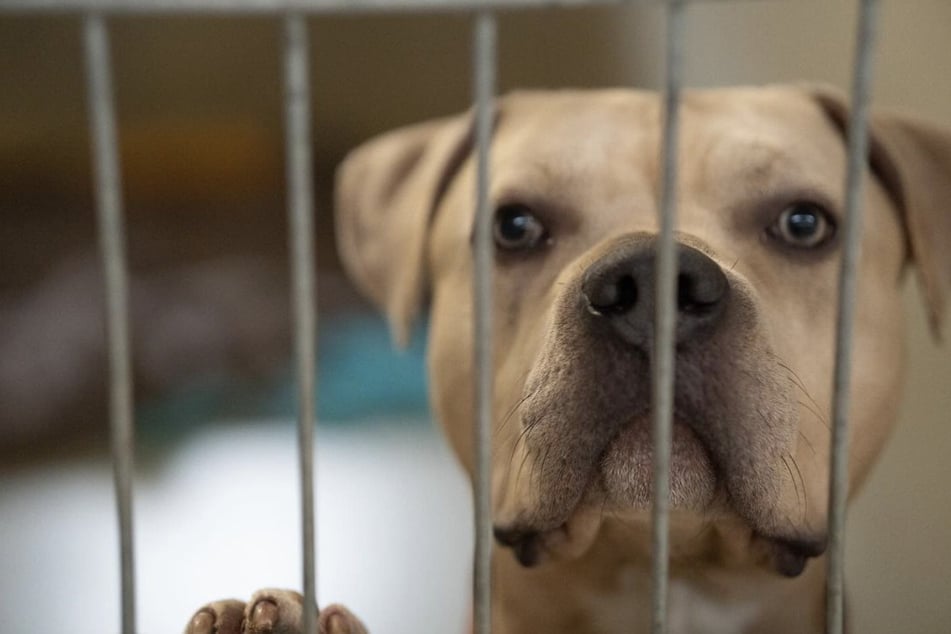 "Hol mich hier raus!": Wunderschöner Hund will Tierheim endlich hinter sich lassen