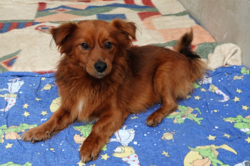 Für Rock sollte sein neues Zuhause am besten ebenerdig gelegen sein.