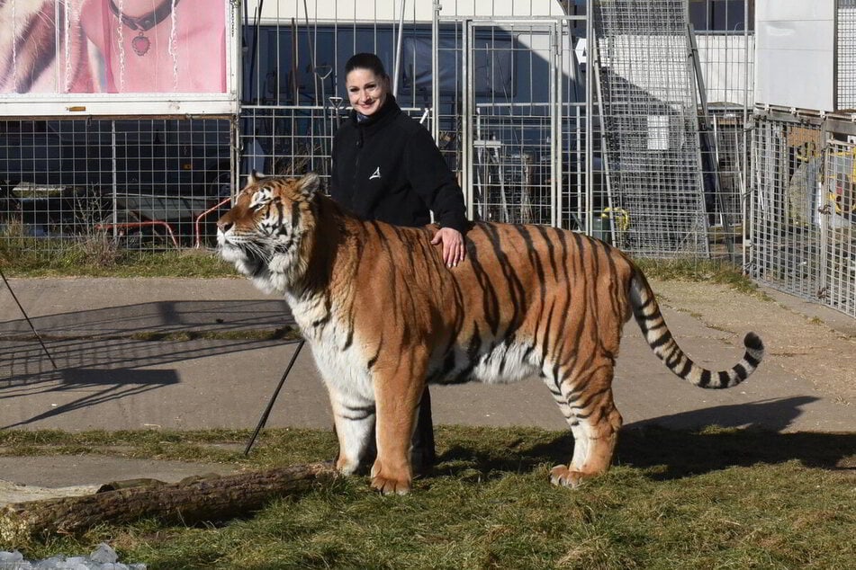 Er war Carmen Zanders (52) "Kuschelbär": Sandokan - der Tiger, der ausbrach und von der Polizei erschossen wurde. Zuvor hatte er einen 73-jährigen Mitarbeiter schwer verletzt. (Archivfoto)