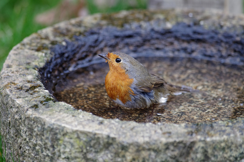 Vögel, kleine Säugetiere und Insekten brauchen Deine Hilfe, denn sie finden oft kein Wasser.
