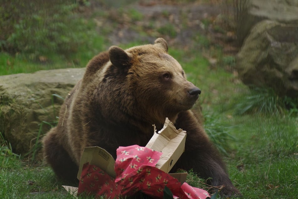 Bescherung im Bärengraben: Während Bea ihre Weihnachtsüberraschung an Ort und Stelle "auspackte", ...