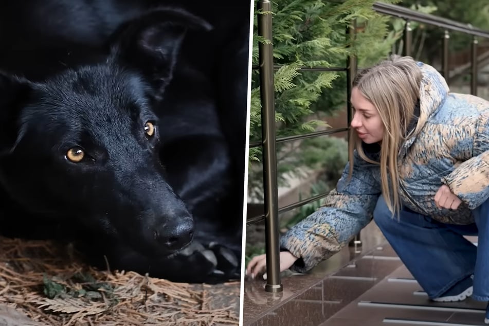 Una mujer quiere ayudar a un perro tembloroso: Lo que hace cuando ella se acerca le derrite el corazón