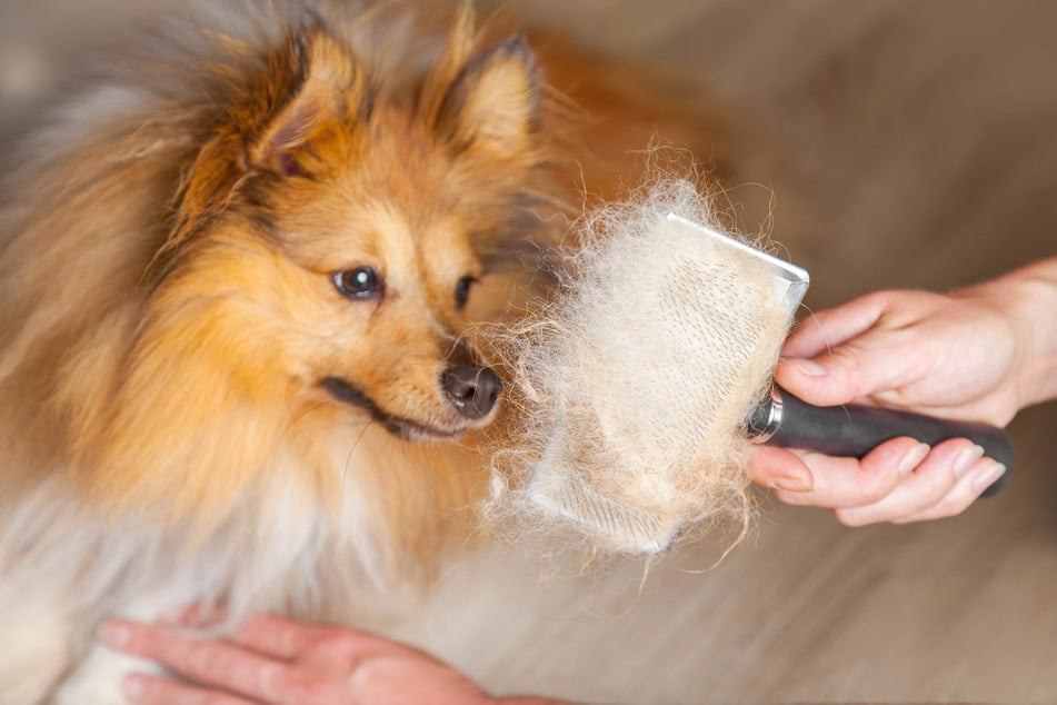 Some dog breeds shed quite a bit of hair, but whether they have long or short coats is not the deciding factor.
