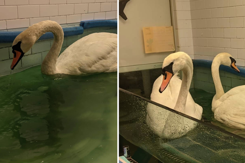 Woman takes a sick swan on a subway ride and saves a life