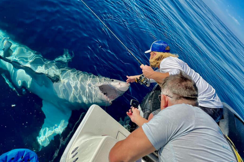 After some time, the sea creature built up enough trust to even let humans touch it.