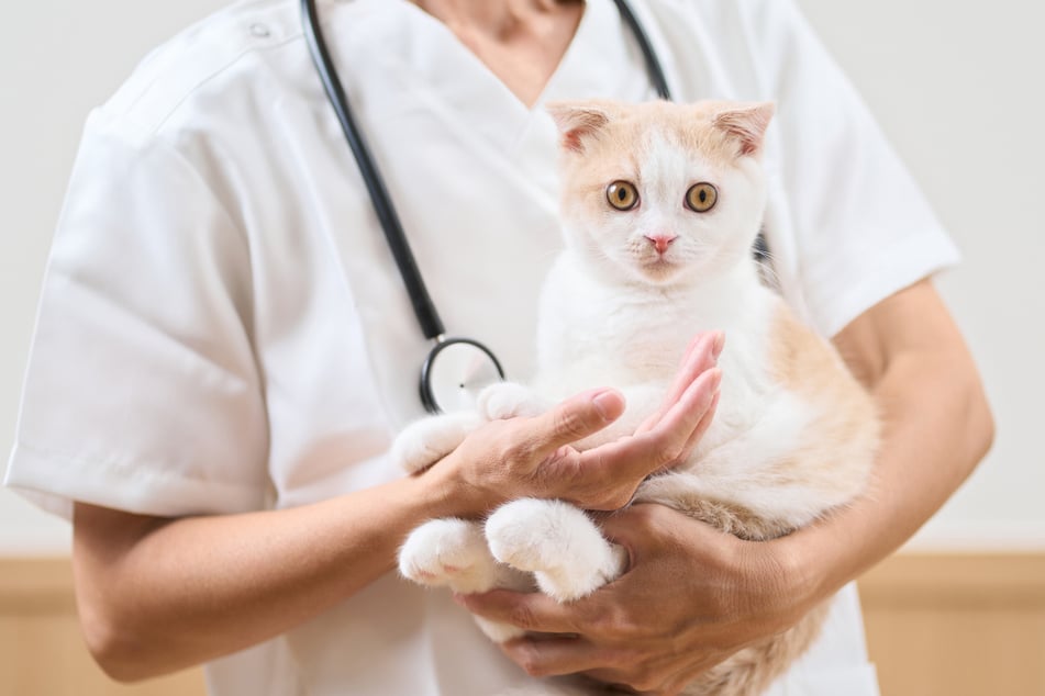 Hat eine Katze Angst vor Dir, kann auch der Besuch einer Tierarztpraxis helfen.