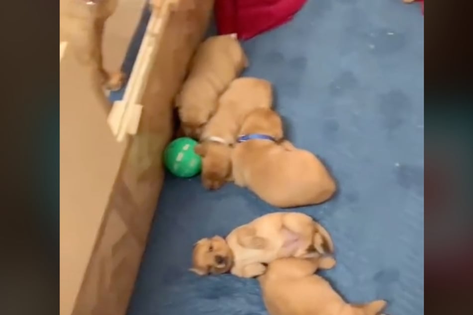 These pups aren't interested in their mom's favorite toy.