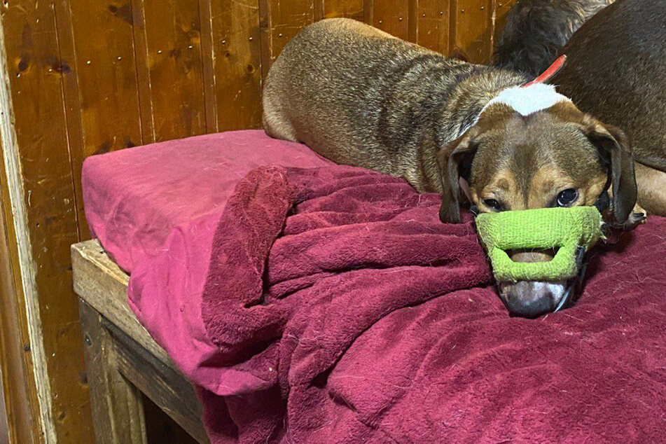 "Willkommen in der Hölle": Aggressiver Problemhund Oskar zieht in ein neues Zuhause