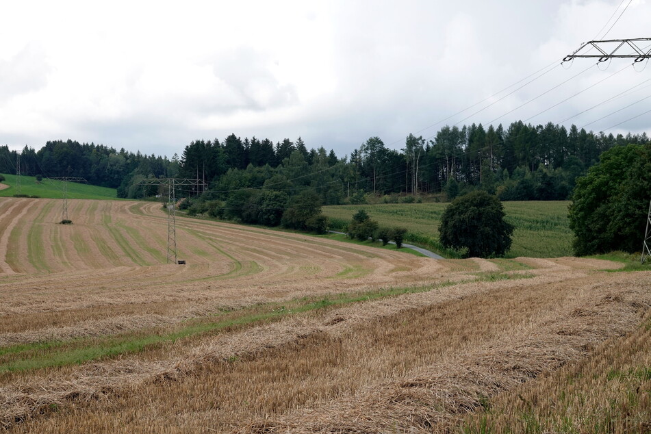 Zweiter Fundort im Erzgebirge: An einem Waldweg in der Nähe der S232 wurden Ende August Leichenteile gefunden.