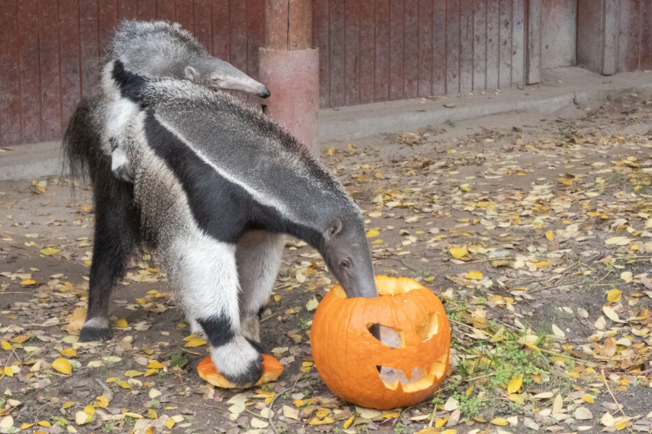 Auch die Zoos in NRW müssen für vier Wochen schließen.