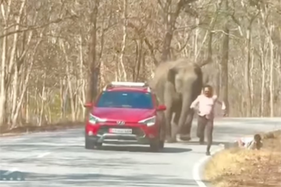 Einer liegt auf dem Boden, der andere rennt um sein Leben: In Indien ist die Begegnung mit einem Elefanten zur unfreiwilligen Mutprobe geworden.