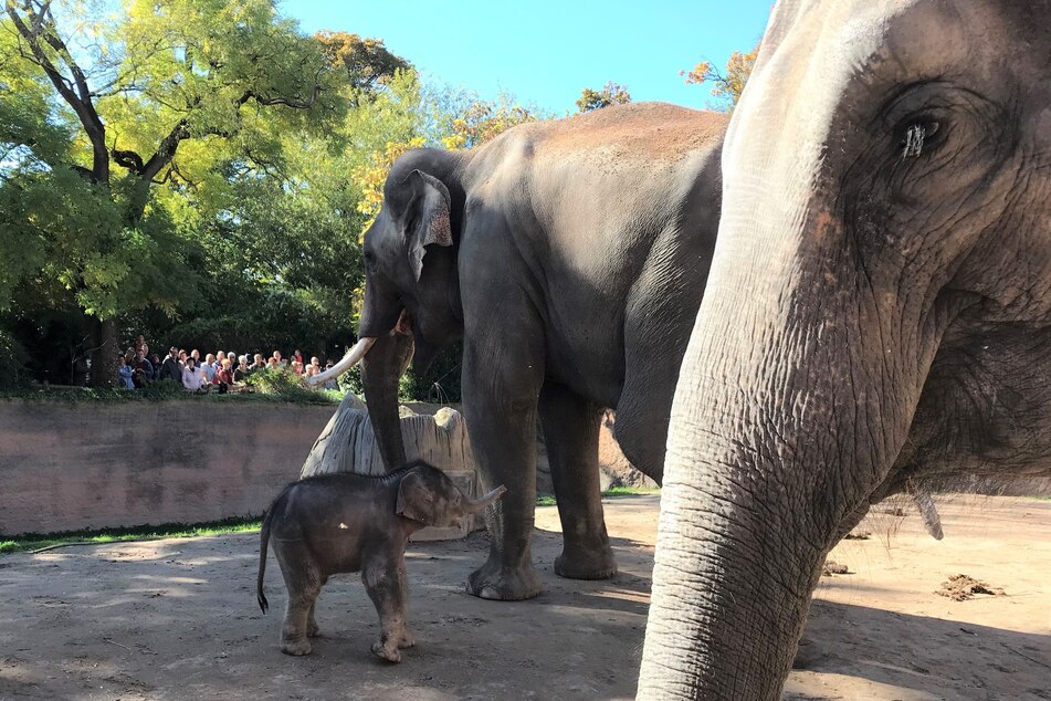 Der kleine Elefant hat seinen Vater Voi Nam kennengelernt.