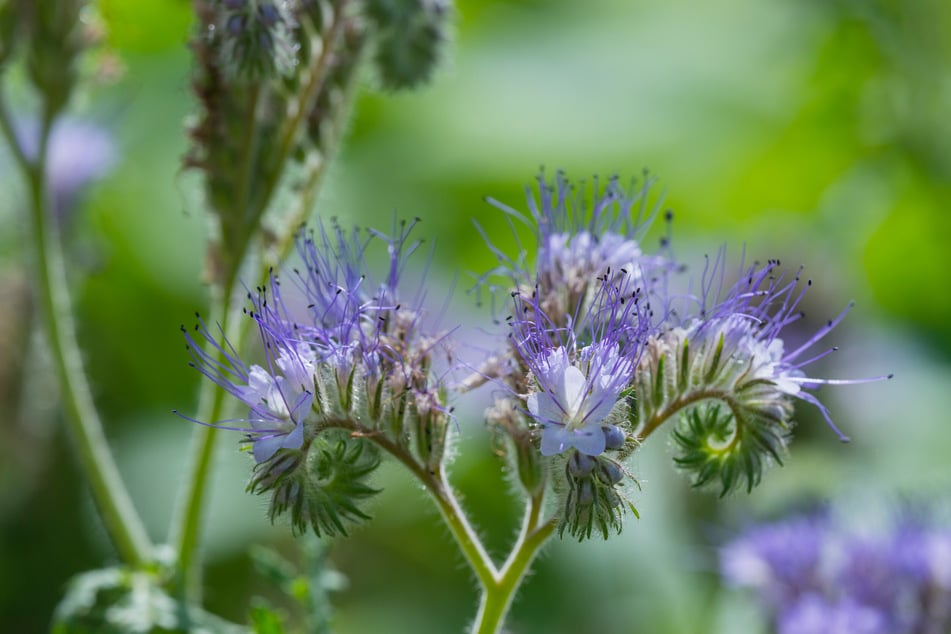 Im Herbst gesät ist Bienenfreund ein unkomplizierter Gründünger.