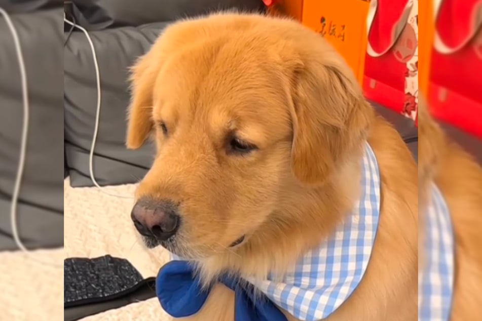 Der Hund war von seiner Aufpasserin gar nicht begeistert.