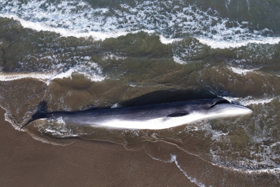 Finnwale sind nach dem Blauwal die zweitgrößten Tiere der Erde. (Archivfoto)
