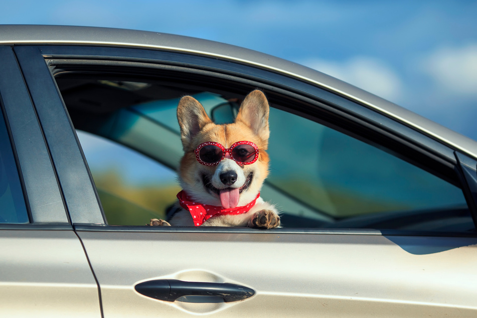 Florida Senate Bill 932 would make it illegal for dogs to hang their head out of cars.