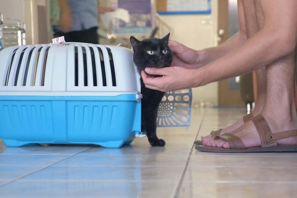 Choosing the right cat carrier is incredibly important, as is learning how to get your kitty inside.