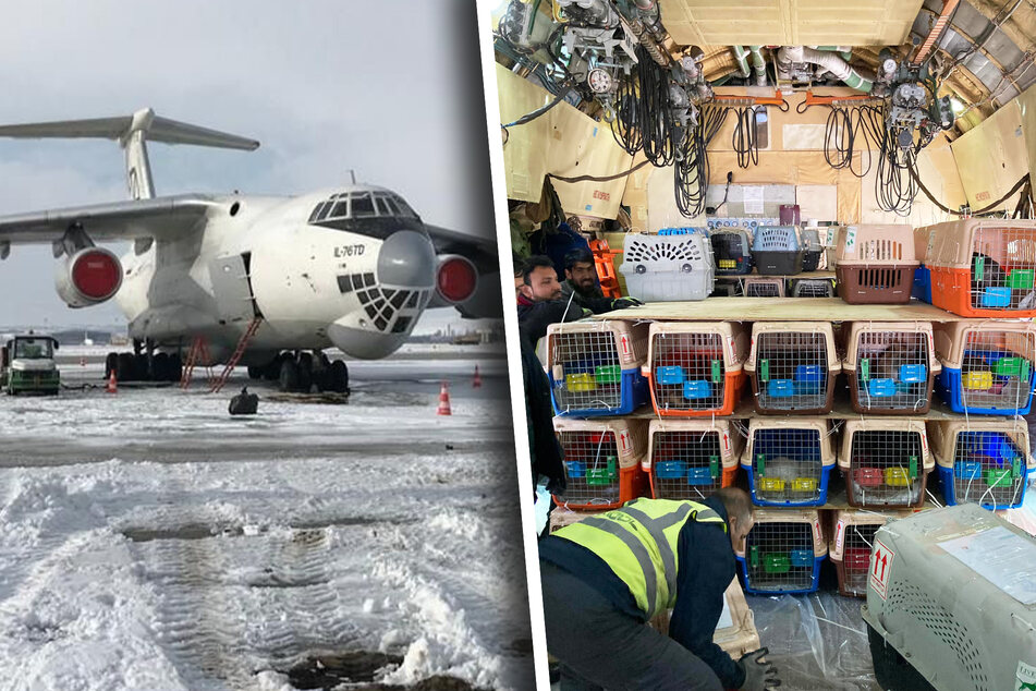 Die 286 Hunde und Katzen wurden in Transportboxen an Bord des Flugzeugs geladen und anschließend nach Kanada geflogen.